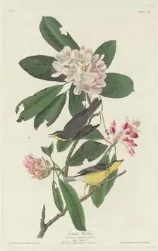 Canada Warbler, 1831. Creator: Robert Havell