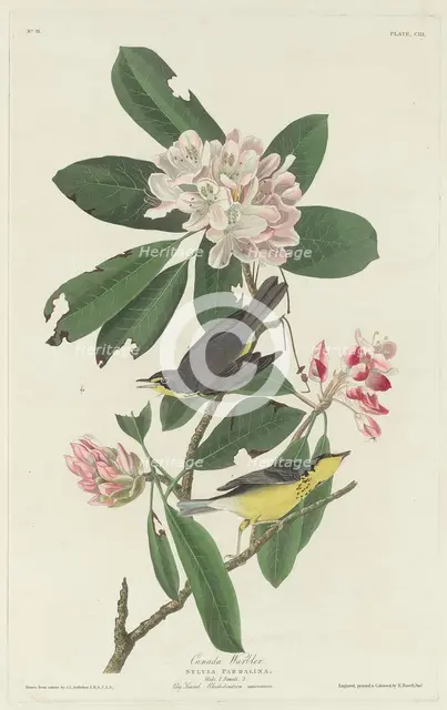 Canada Warbler, 1831. Creator: Robert Havell.