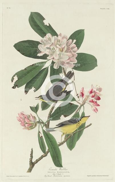 Canada Warbler, 1831. Creator: Robert Havell.