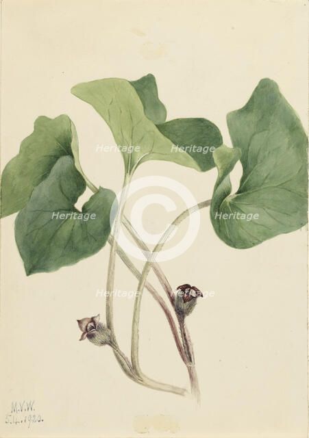 Canada Wild Ginger (Asarum canadense), 1920. Creator: Mary Vaux Walcott.