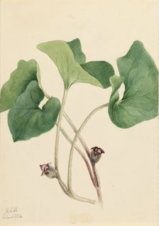Canada Wild Ginger (Asarum canadense), 1920. Creator: Mary Vaux Walcott