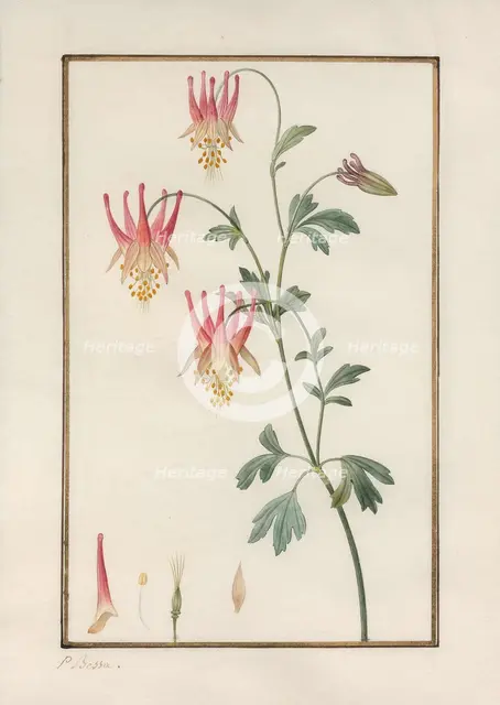 Canadian columbine (Aquilegia canadensis).