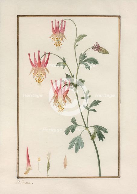 Canadian columbine (Aquilegia canadensis).