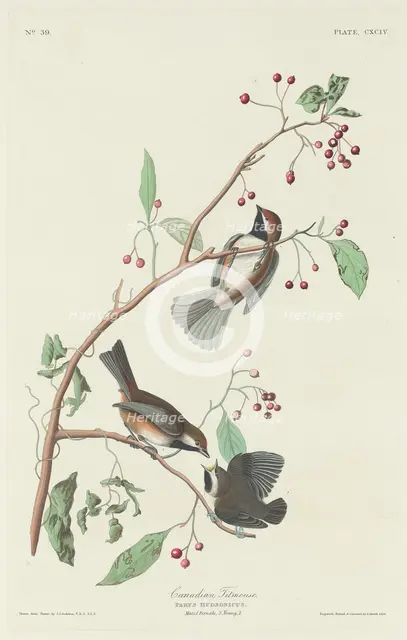 Canadian Titmouse, 1834. Creator: Robert Havell.