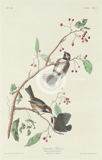 Canadian Titmouse, 1834. Creator: Robert Havell.
