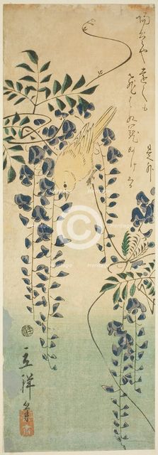 Canary and wisteria, 1865. Creator: Utagawa Hiroshige II.