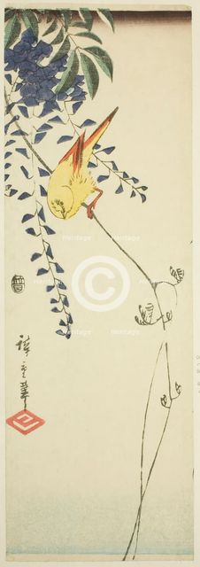 Canary and wisteria, c. 1843/47. Creator: Ando Hiroshige.