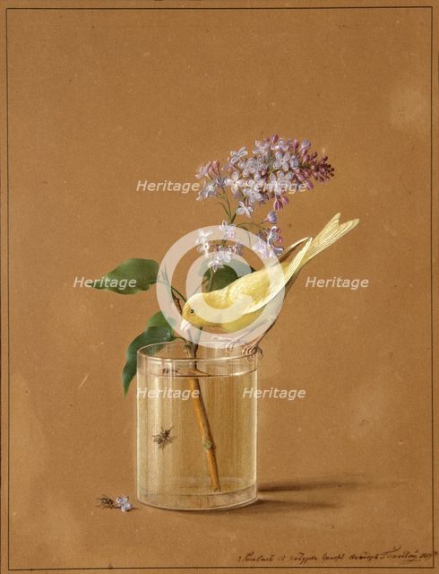 Canary Bird on a Lilac Branchlet, 1819. Artist: Tolstoy, Fyodor Petrovich (1783-1873)
