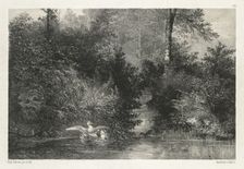 Canards (Ducks) . Creator: Karl Bodmer (Swiss, 1809-1893)