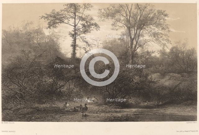 Canards Sauvages. Creator: Karl Bodmer.