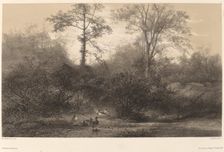 Canards Sauvages. Creator: Karl Bodmer