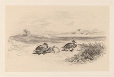 Canards Sauvages. Creator: Karl Bodmer