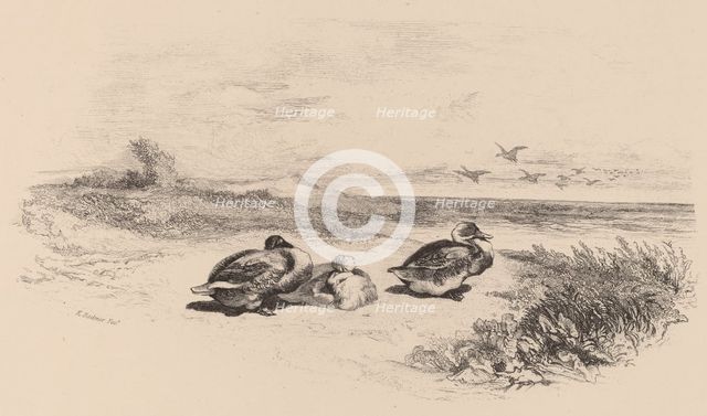 Canards Sauvages. Creator: Karl Bodmer.