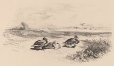 Canards Sauvages. Creator: Karl Bodmer