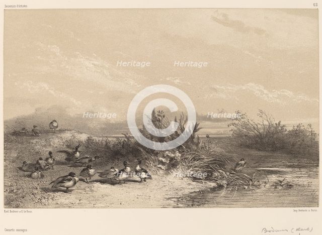 Canards Sauvages. Creator: Karl Bodmer.
