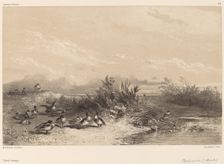 Canards Sauvages. Creator: Karl Bodmer