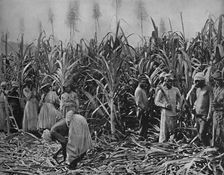 Cane-Cutters in Jamaica 1891