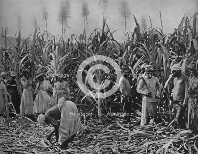 'Cane-Cutters in Jamaica', 1891. Artist: Unknown.