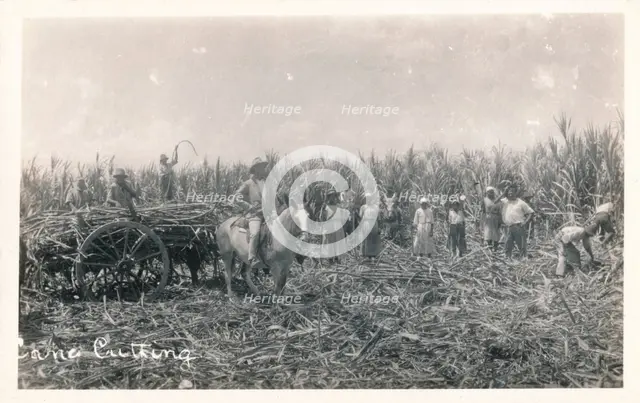 'Cane Cutting', c1930. Artist: Unknown.