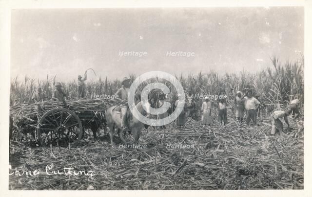 'Cane Cutting', c1930. Artist: Unknown.