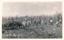 Cane Cutting c1930