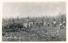 Cane Cutting c1930