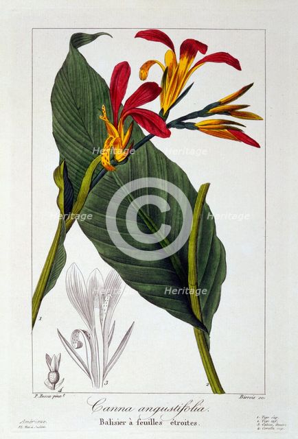 Canna or Indian Shot Flower, pub. 1836. Creator: Panacre Bessa (1772-1846).