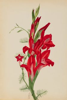 Cannas and Cypress Vine (Canna species and Ipomoea quamoclit), 1877. Creator: Mary Vaux Walcott