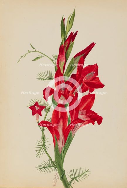 Cannas and Cypress Vine (Canna species and Ipomoea quamoclit), 1877. Creator: Mary Vaux Walcott.