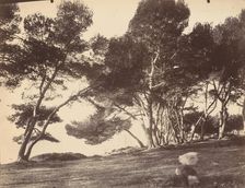 Cannes, Ile Saint Honorat, c1899-1927. Creator: Eugene Atget
