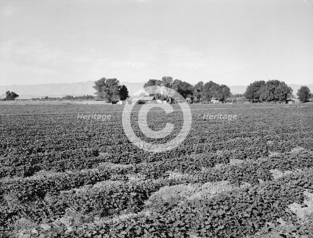 Cantaloupe field and ranch house, Imperial Valley, California, 1938. Creator: Dorothea Lange.