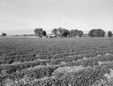 Cantaloupe field and ranch house, Imperial Valley, California, 1938. Creator: Dorothea Lange