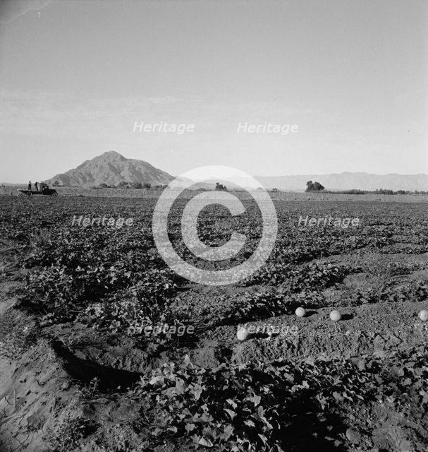 Cantaloupe field, desert agriculture on the Mexican border, Imperial Valley, California, 1938. Creator: Dorothea Lange.