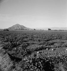 Cantaloupe field, desert agriculture on the Mexican border, Imperial Valley, California, 1938. Creator: Dorothea Lange