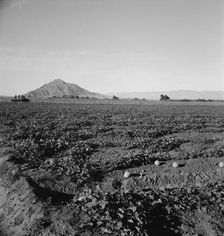 Cantaloupe field, desert agriculture on the Mexican border, Imperial Valley, California, 1938. Creator: Dorothea Lange