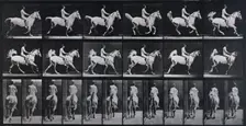 Canter, 1872-1885. Creator: Eadweard J Muybridge