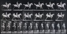 Canter, 1872-1885. Creator: Eadweard J Muybridge