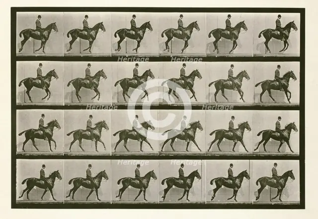 Canter, 1872-1885.  Creator: Eadweard J Muybridge.
