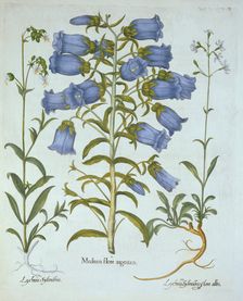 Canterbury Bells, White Bladder Campion, Nottingham Catchfly, from Hortus Eystettensis by Basil B