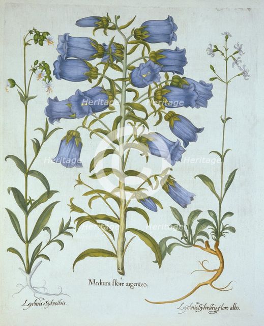 Canterbury Bells, White Bladder Campion, Nottingham Catchfly, from 'Hortus Eystettensis', by Basil B