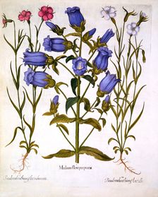 Canterbury Bells, and Corn Cockles, from Hortus Eystettensis by Basil Besler (1561-1629), pub. 16