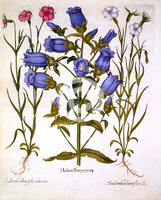 Canterbury Bells, and Corn Cockles, from 'Hortus Eystettensis', by Basil Besler (1561-1629), pub. 16