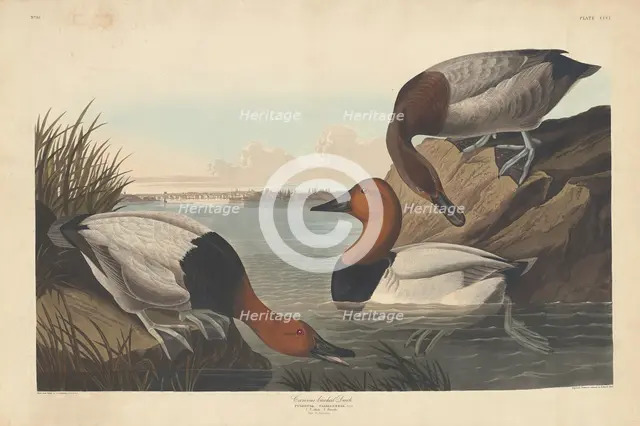 Canvas-backed Duck, 1836. Creator: Robert Havell.