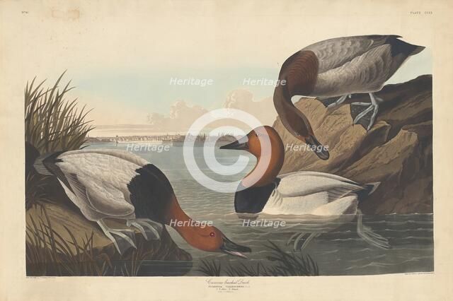 Canvas-backed Duck, 1836. Creator: Robert Havell.
