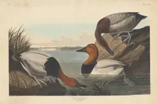 Canvas-backed Duck, 1836. Creator: Robert Havell