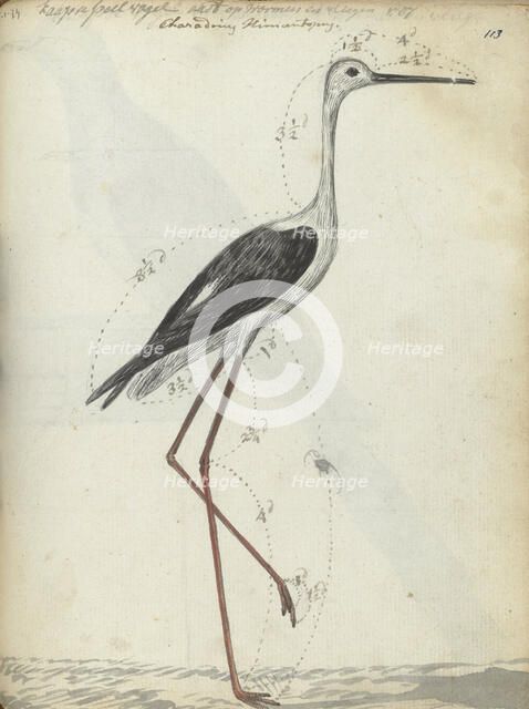 Cape wading bird, 1786-1787. Creator: Jan Brandes.