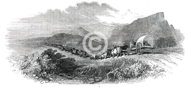 Cape Waggon, 1850. Creator: Unknown.