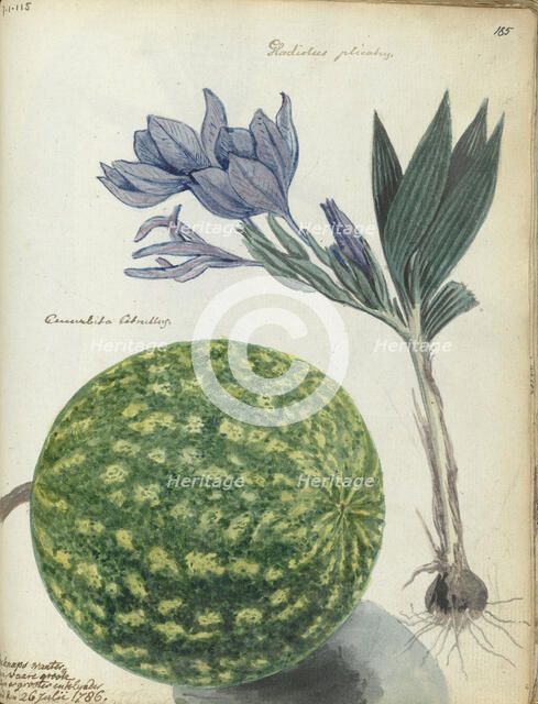 Cape watermelon and gladiolus, 1786. Creator: Jan Brandes.
