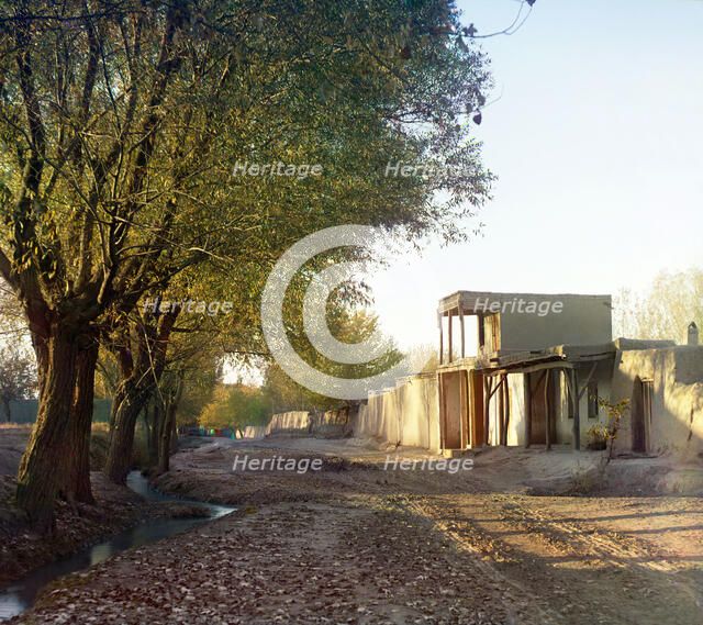 Cape Zelenyi: cluster of Japanese maples, orange trees in the foreground, between 1905 and 1915. Creator: Sergey Mikhaylovich Prokudin-Gorsky.