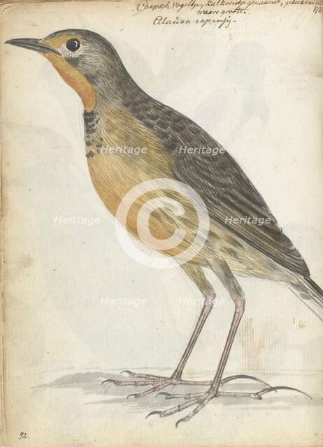 Cape bird, 1786. Creator: Jan Brandes.